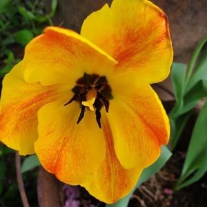 Meet your Posher, Charlene ann